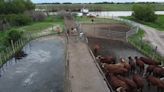 Un municipio subió 1000% el “peaje a las vacas” y los productores denuncian que destruye la actividad ganadera