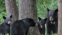 Black Bear Attacks Pennsylvania Woman in Her Own Backyard