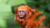 Why aren’t humans covered in hair like other primates are? Part 2