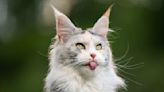 20 Funny Cat Names Perfect for Quirky Maine Coons