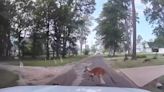 Kangaroo on the loose jumps out in front of police car