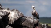 El fenómeno de El Niño y su posible efecto en la gripe aviar, a estudio en las Galápagos