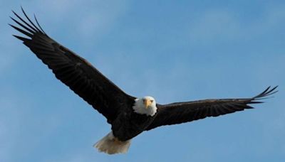 Isère : De la prison avec sursis et 60.000 euros d’amende pour un chasseur qui a tué un rapace protégé