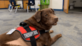 Bellwood-Antis therapy dog retires after 4 years of helping students