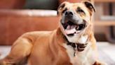 Local casting company wants your dog for national ad