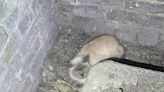 Cat trapped in St Paul’s Cathedral basement rescued by RSPCA