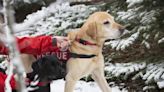 Colorado Dogs Complete Avalanche Search and Rescue Training