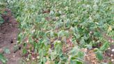 Cotton loses its ‘most profitable crop’ tag in Andhra Pradesh’s undivided Kurnool district