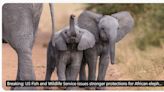 Humane Society of the United States Announces U.S. Restricts the Import of Live African Elephants and Trophies