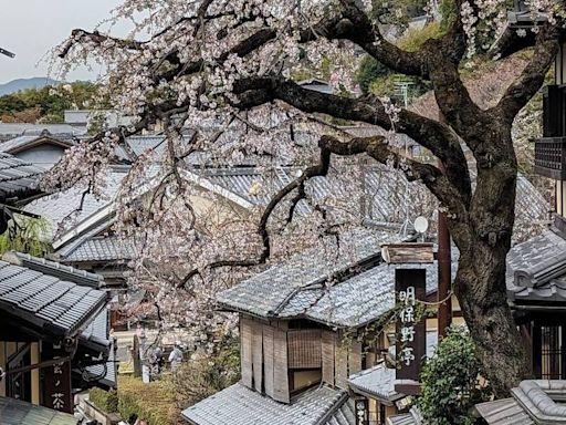 京都清水寺三年坂招牌櫻花樹倒塌 民眾惋惜