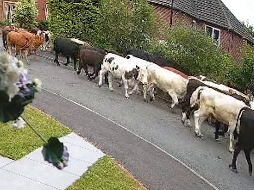 Herd of 45 cows go on the rampage in quiet residential street