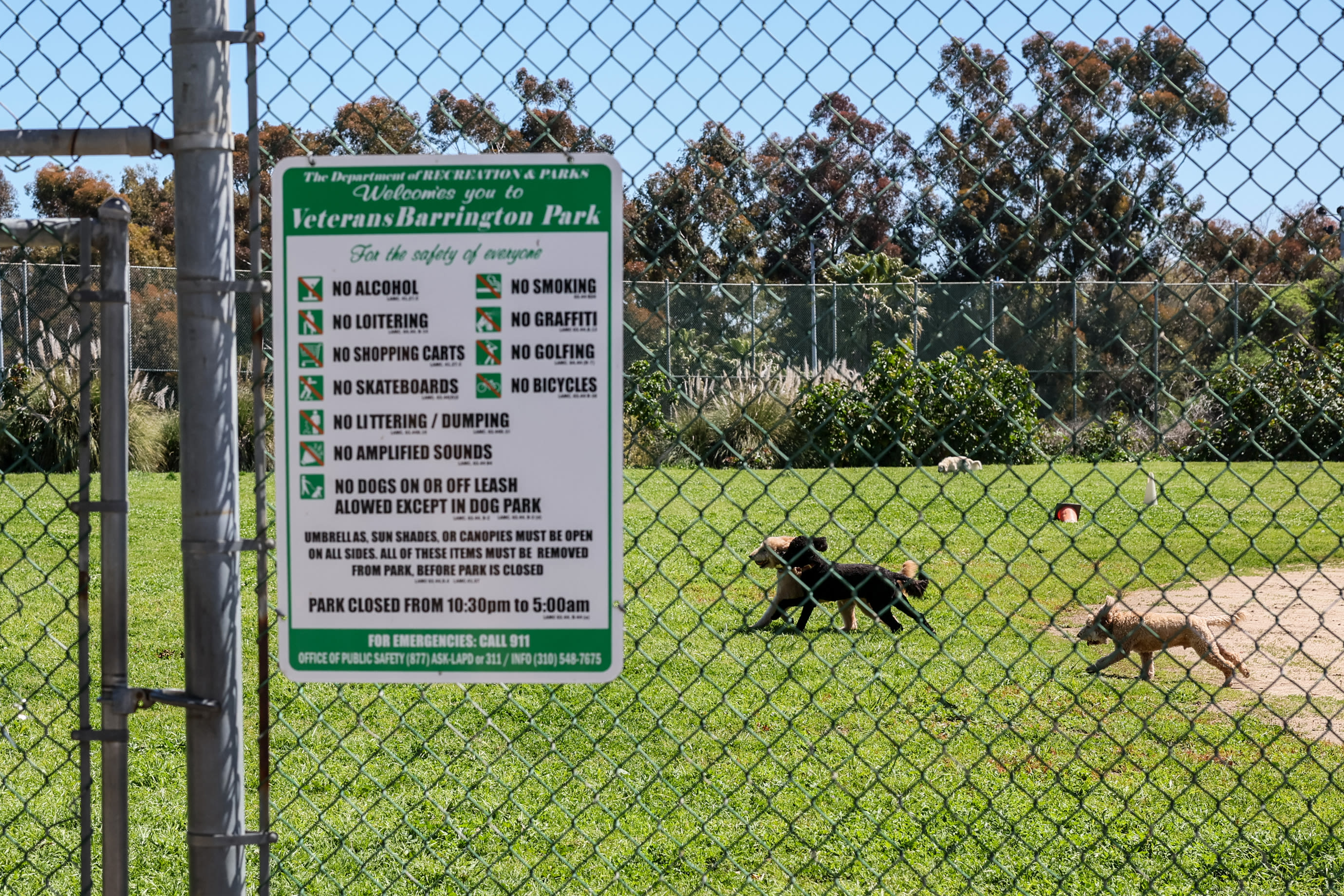 $10,000 to care for the aging 'Shrek' donkey and friends? One Palo Alto council member says neigh