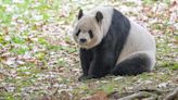 National Zoo's popular pandas heading to China