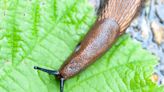 Slugs and snails ruining your garden in the wet weather? Here’s the best ways to stop them