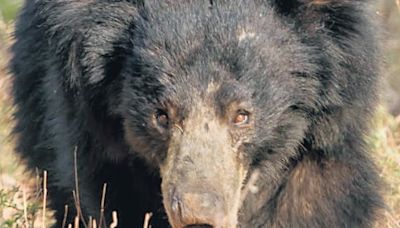 Halt encroachments in Mirzapur sloth bear reserve, government told