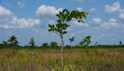 Pongamia trees grow where citrus once flourished, offering renewable energy and plant-based protein