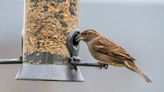 House sparrows still ruling the roost in NI