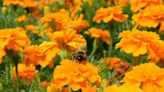 Do Marigolds Keep Pests Out Of Your Garden? We Asked an Expert