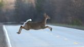 Making daylight saving permanent could save more than 30,000 deer every year, study suggests