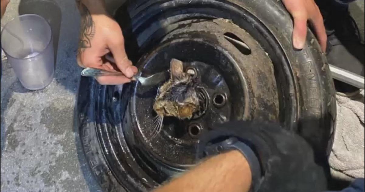 Orange County firefighters rescue kitten whose head got stuck in a tire