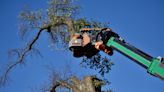 Louisville was home to the largest slippery elm in the US. This week, it became a stump