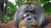 Científicos graban por primera vez a orangután curándose herida con una planta | Teletica