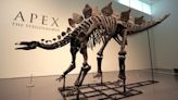 Stegosaurus skeleton, nicknamed 'Apex,' sells for record $44.6 million at Sotheby's auction