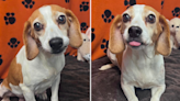 Smiling beagle who has "beautiful eyes like Tom Brady" seeking forever home