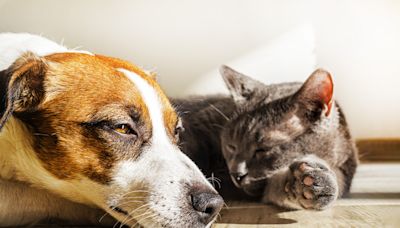 Dog baffled about a cat that doesn't hate him melts hearts