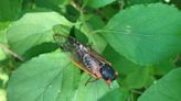 One less worry — Pa. not on cycle for 17-year cicadas | Times News Online
