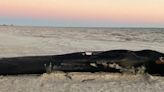 Dead endangered fin whale washes up on Mississippi Gulf Coast