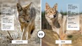 Coyote vs Dog (It's Not Always as Obvious as You May Think)
