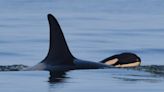 Can B.C.‘s southern resident orcas be taken off the path to extinction?