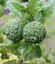 Kaffir lime