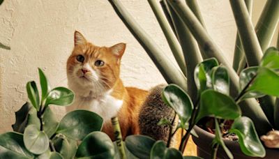 10 Cat-Safe Indoor Plants That Are Easy To Care For