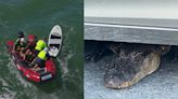 North Carolina coast starts summer with 150 rip current rescues, alligator scare and shark bite report