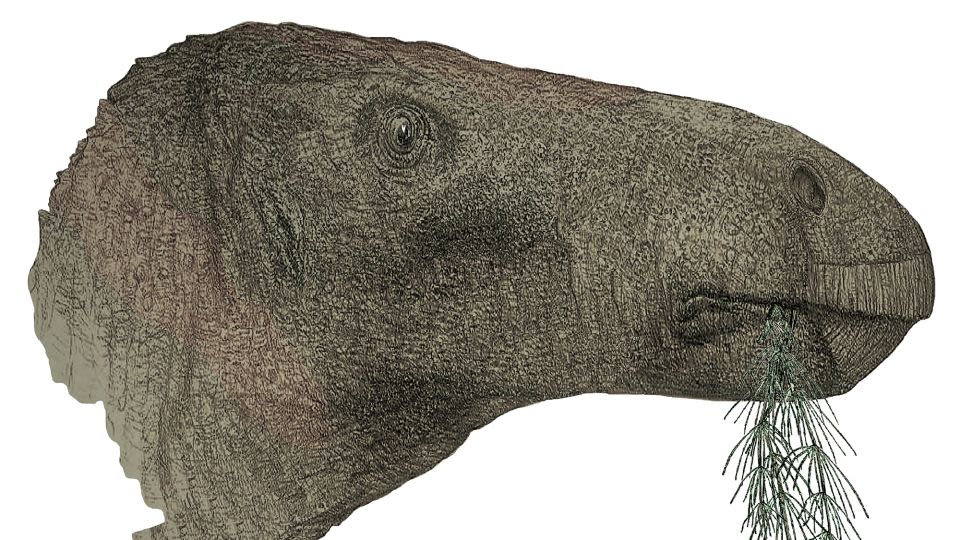 UK’s most complete dinosaur fossil in a century reveals new species