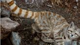 “Fantasma de Los Andes”: cámaras captan por primera vez a gato andino