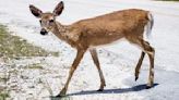 Environmentalists push for restrictions on Florida deer farming, hunting to slow contagious disease