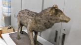 Estudiante de secundaria ayuda a identificar raro ejemplar disecado del extinto lobo nipón