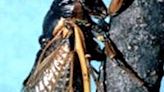 Trillions of cicadas loom in the United States. What do cicadas eat above ground?