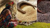 El cereal ancestral de los incas, una poderosa fuente de energía que ayuda a reducir el colesterol
