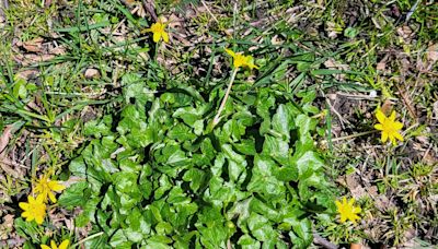 Michigan adds invasive lesser celandine plant to state's watch list