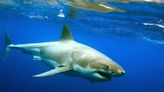 Man rushed to hospital after shark attack in Western Australia