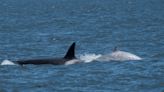 Whale watchers spotted a 'super rare' white orca in California