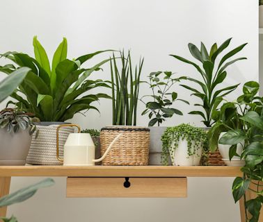 These pretty houseplants are REALLY hard to kill