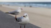 Un père de famille fait subir un supplice à une mouette après qu’elle ait volé les frites de sa fille