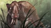 Ancient marsupial sabertooth had eyes like no other mammal predator