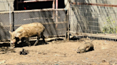 Man arrested, children and animals in deplorable conditions in Fresno County