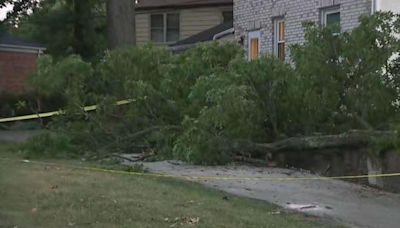 2-year-old child's arm amputated after large tree branch falls down in Cheltenham Township